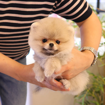 Pomeranian - Dao (Male)
