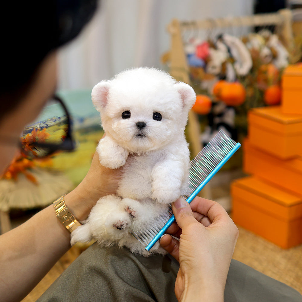 Bichinfrise - Seolhwa (Male) $5200