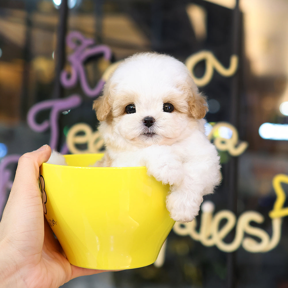 Maltipoo - Sarang (Male) $4400
