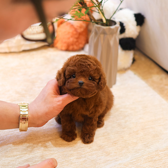 Poodle - Ganjang (Male) $2700