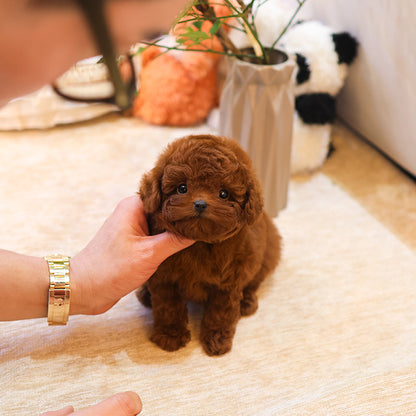 Poodle - Ganjang (Male) $2700