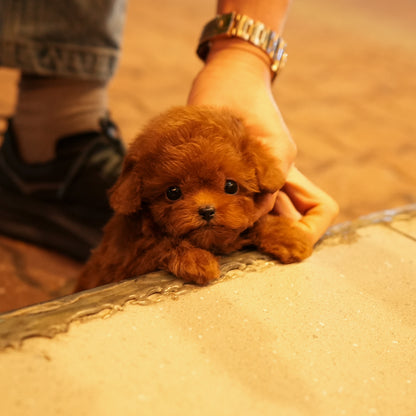 Poodle - Sahara (Female) $3800