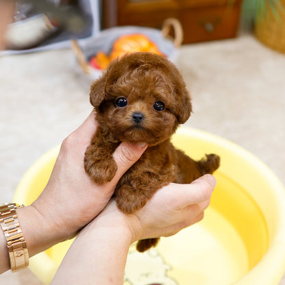 Poodle - Rati (Female) $3000