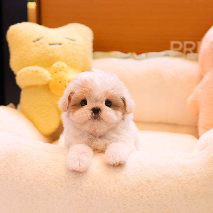 Maltipoo - Kenzi (Male) $2400