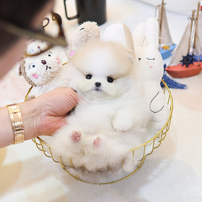 Pomeranian - Jeti (Male)