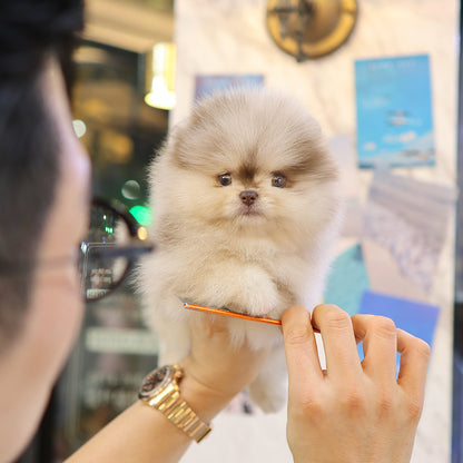 Pomeranian - Koa (Female) $6000