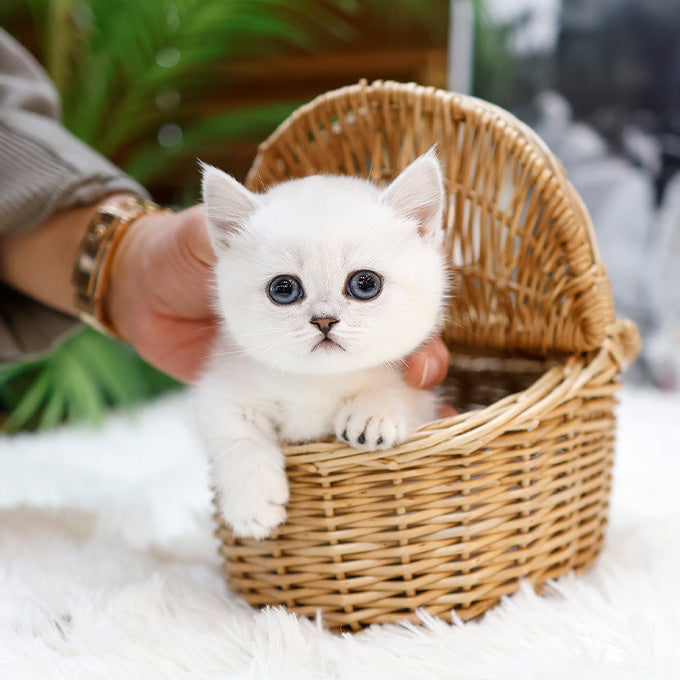 Munchkin - Hodu (Male)