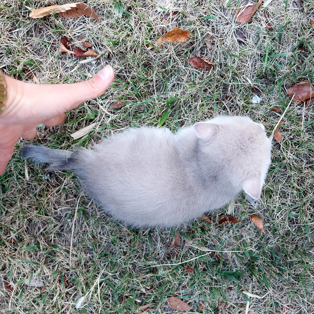 Munchkin - Dalkom (Female) $2800