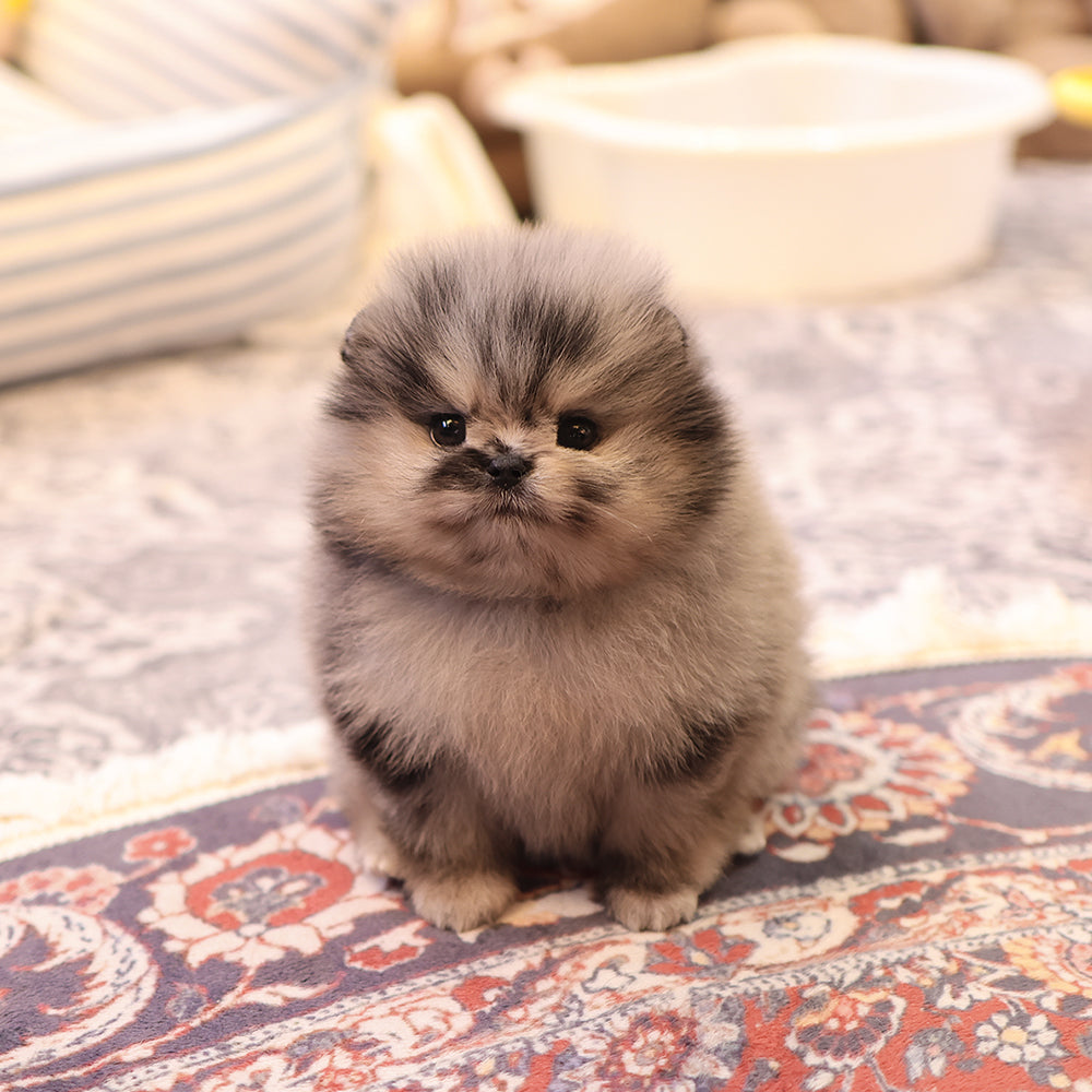 Pomeranian - Ttitti (Female) $3800