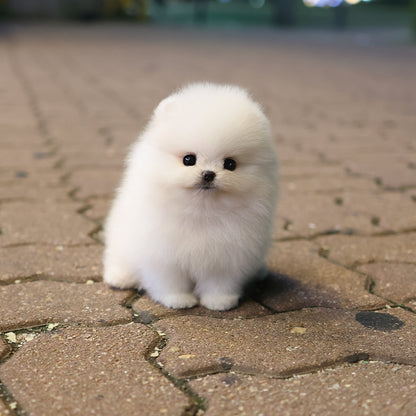 Pomeranian - Momo (Female) $4000
