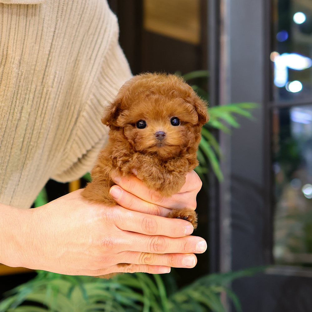 Poodle - Kkuram (Female) $4000