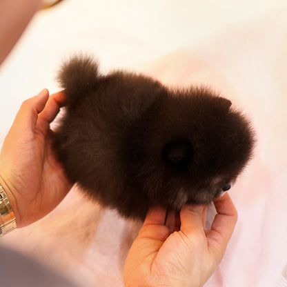 Pomeranian - Jaba (Male)