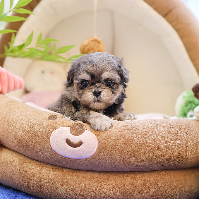 Maltipoo - Nunu (Female)