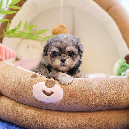 Maltipoo - Nunu (Female)