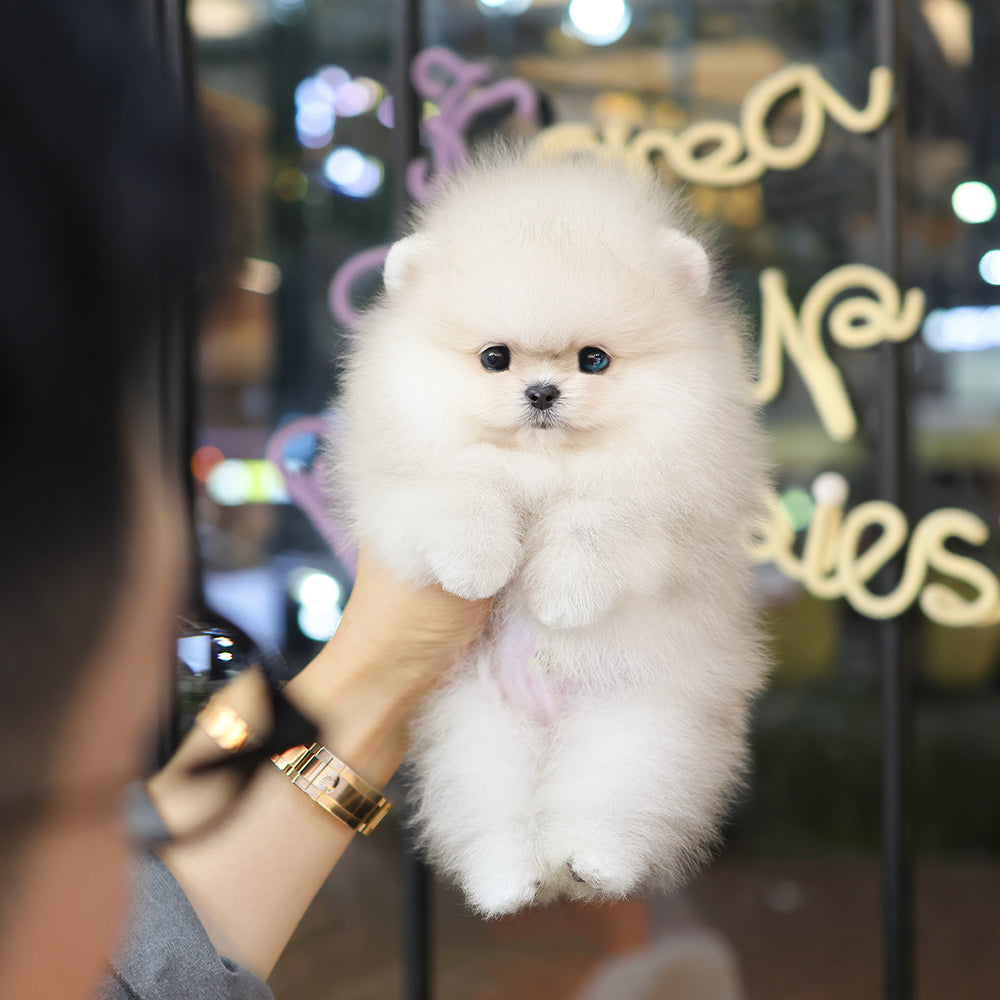 Pomeranian - Kkucha (Male) $4500