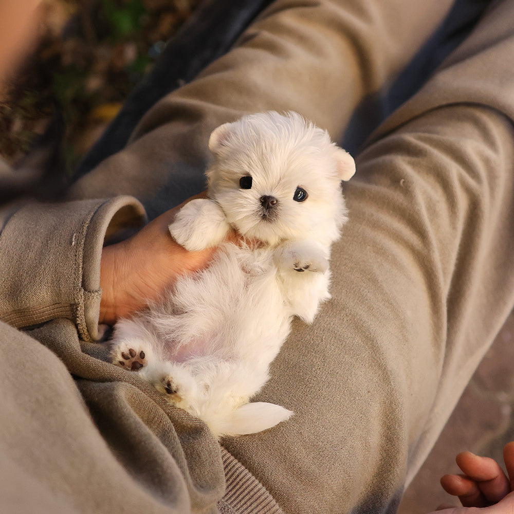 Maltese - Rana (Female) $2700