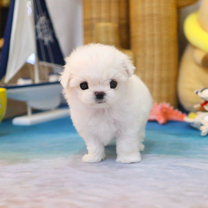 Maltese - Pposoon (Female)