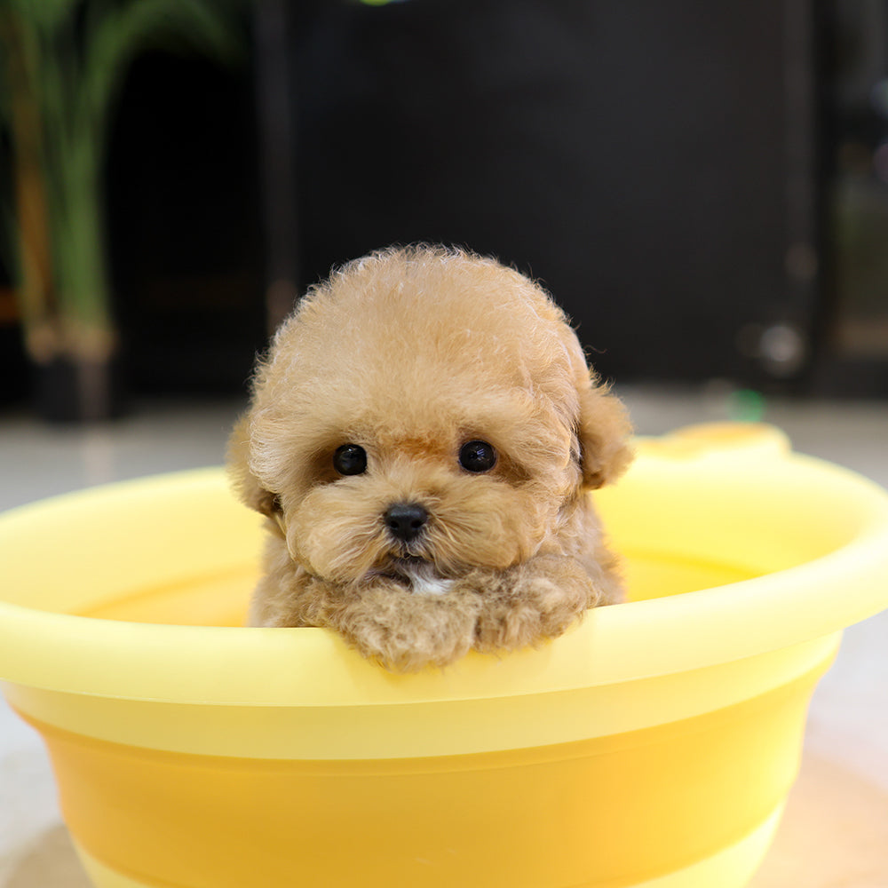 Poodle - Rein (Female) $5200