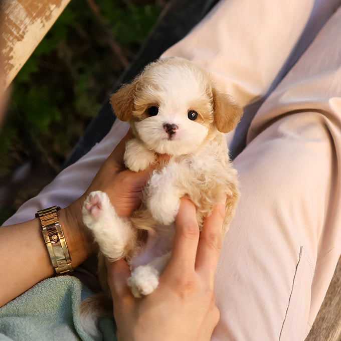 Poodle - Ojingeo (Male)