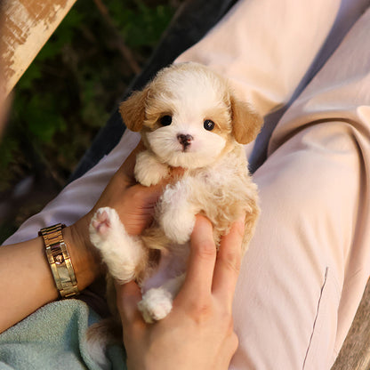 Poodle - Ojingeo (Male)