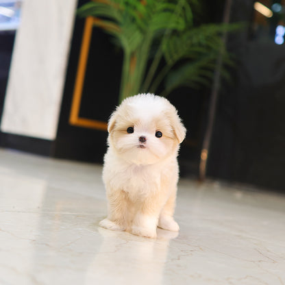 Maltipoo - Banban (Male) $3000