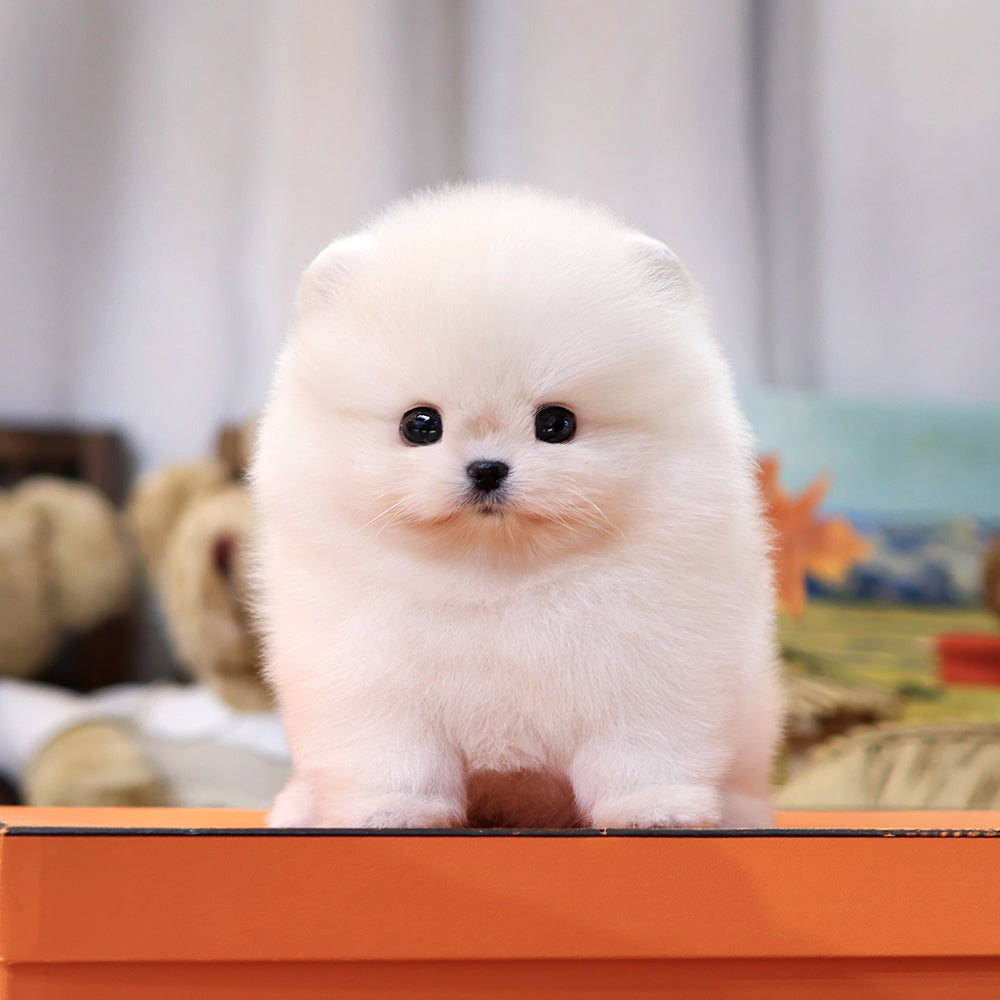 Pomeranian - Ppiyong (Female) $2500