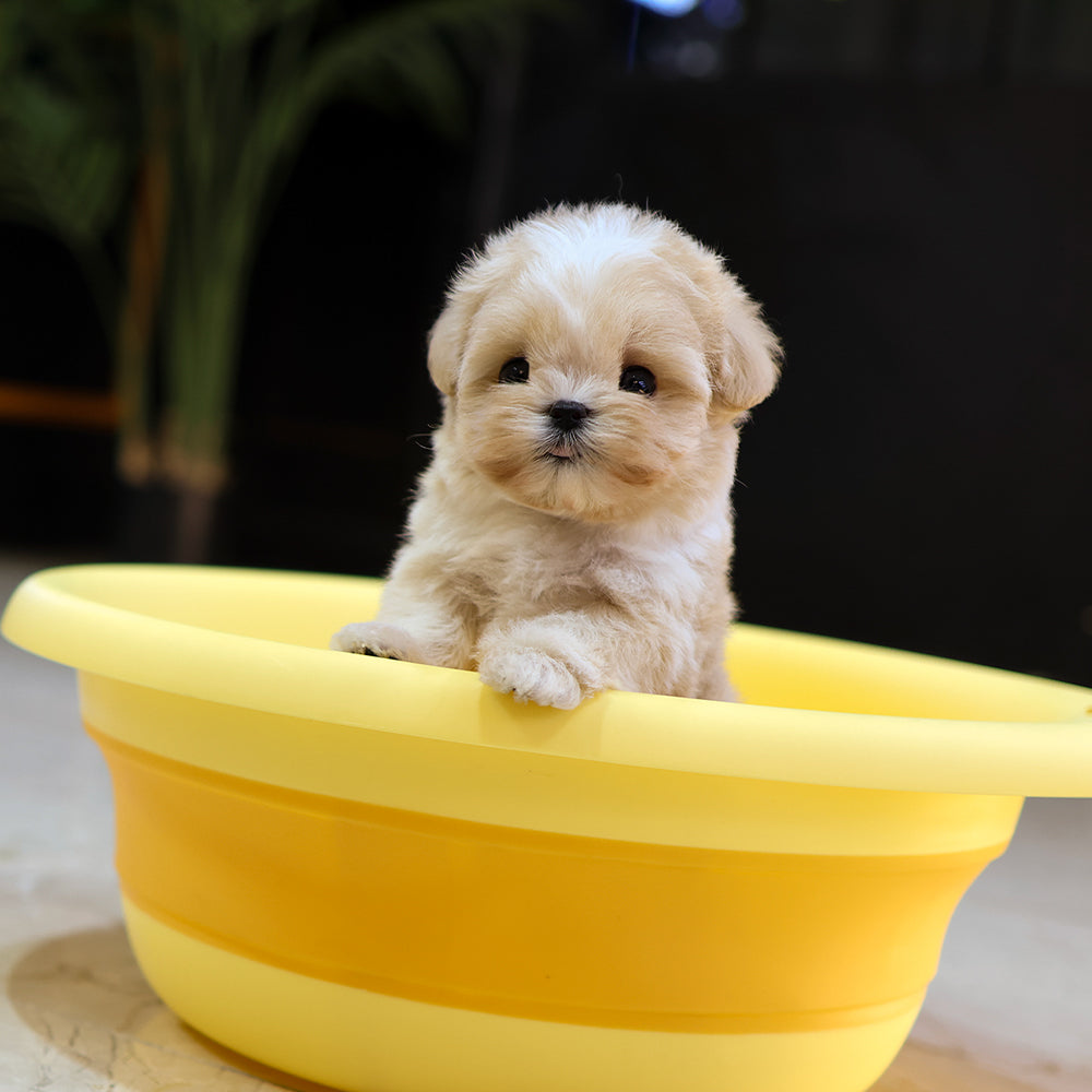 Maltipoo - Bou (Female) $4300
