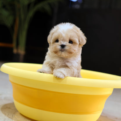 Maltipoo - Bou (Female) $4300