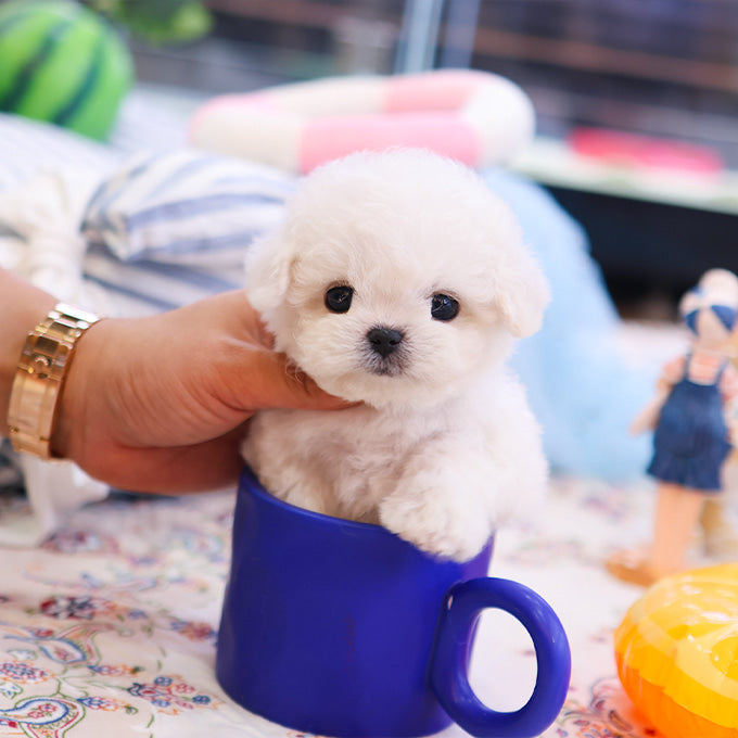 Bichon frise - Nova (Male)