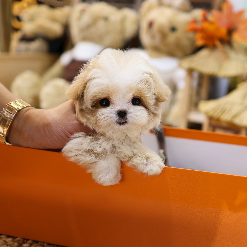 Maltipoo - Kolla (Female) $4300