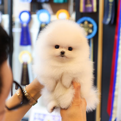 Pomeranian - Saessak (Female) $2500