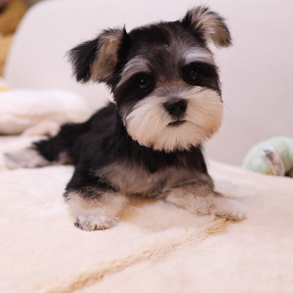 Schnauzer - Rullu (Female)