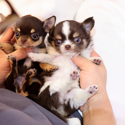 Chihuahua - Seuteo (Female)
