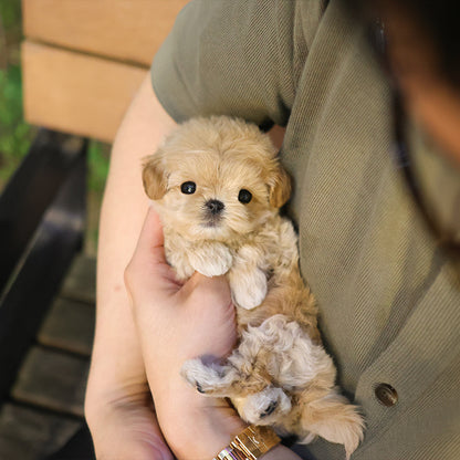 Maltipoo - Buddy (Female)
