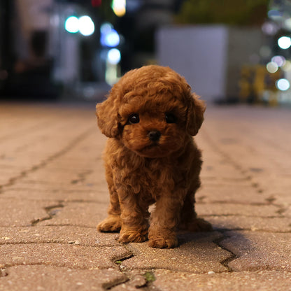 Poodle - Nebeo (Female) $2800