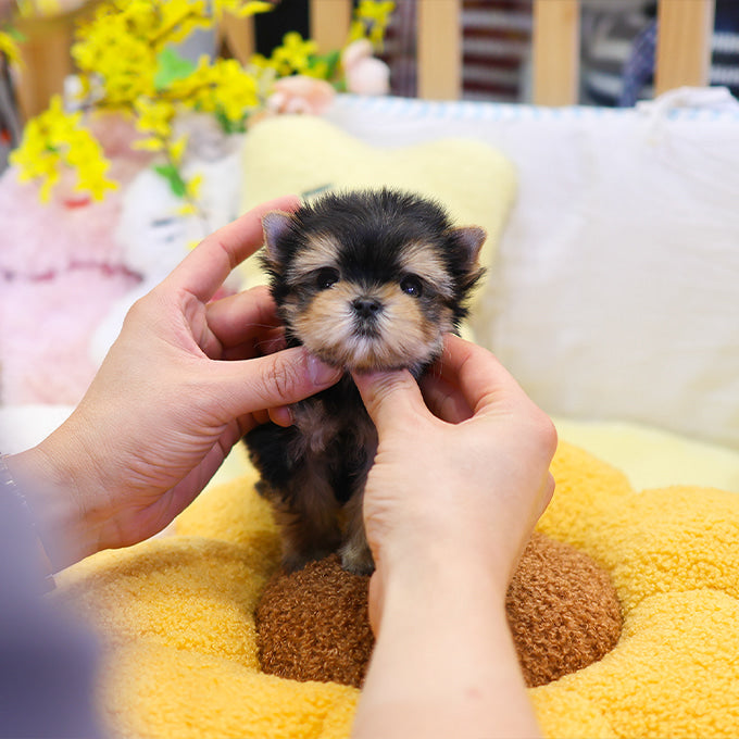 Yorkshire Terrier - Bunny (Male)