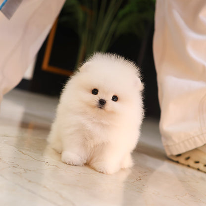 Pomeranian - Sagwa (Male) $3000