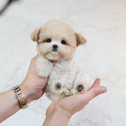 Poodle - Nana (Female) $3300