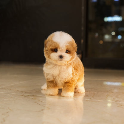 Maltipoo - Taro (Male) $5200