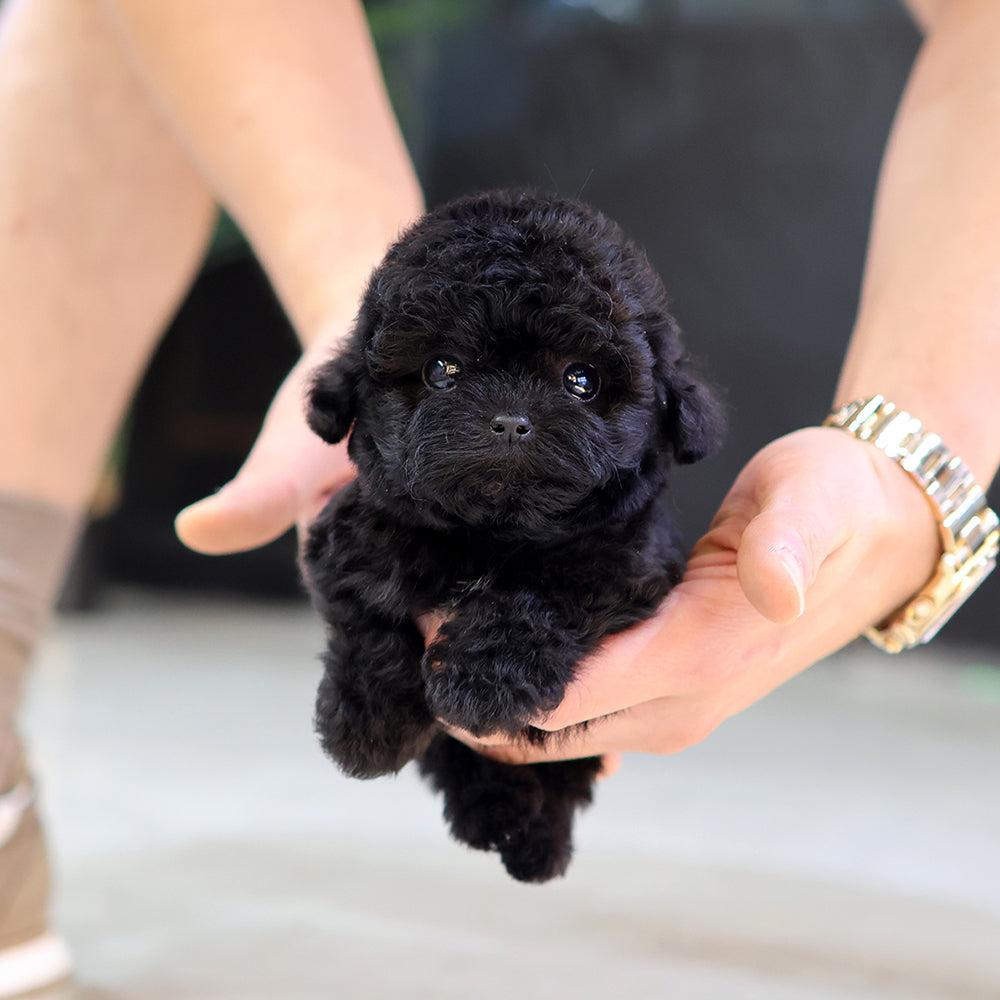 Poodle - Bincheu (Female) $6800