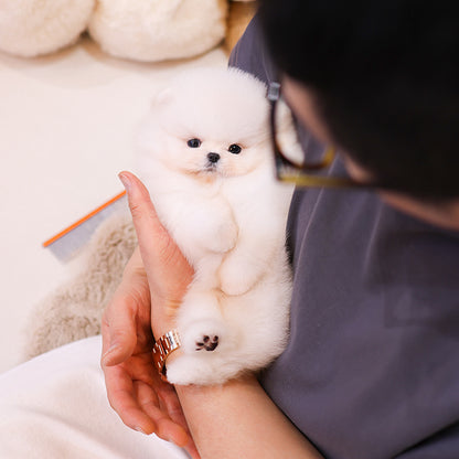 Pomeranian - Mumu (Male)