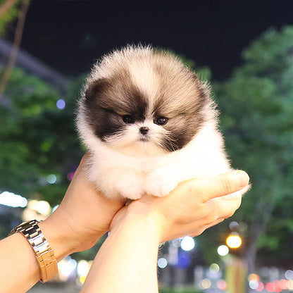 Pomeranian - Angpang (Female)