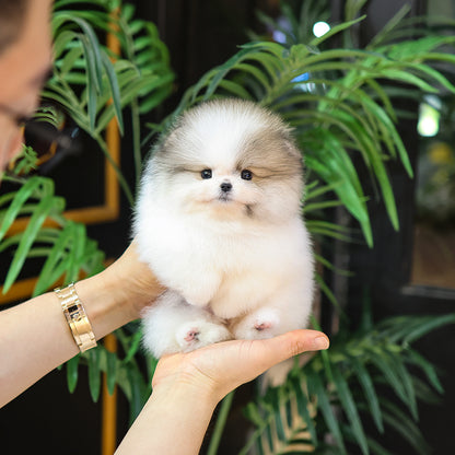 Pomeranian - Alla (Female) $5300