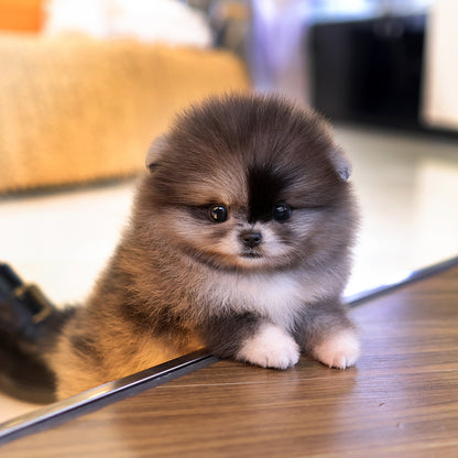 Pomeranian - Risa (Female) $3000