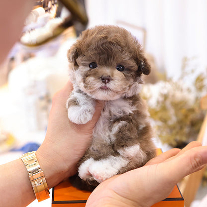 Poodle - Alleop (Female)