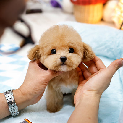 Poodle - Yeoreum (Female)