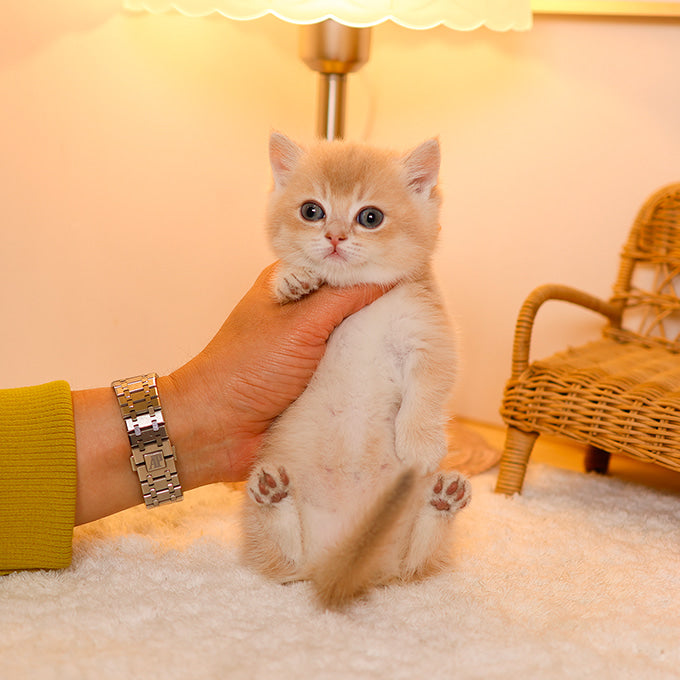 Munchkin - Moomoo (Male)