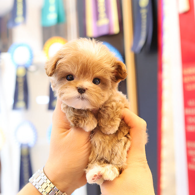 Maltipoo - Cherry (Female)