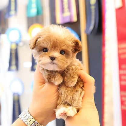 Maltipoo - Cherry (Female)