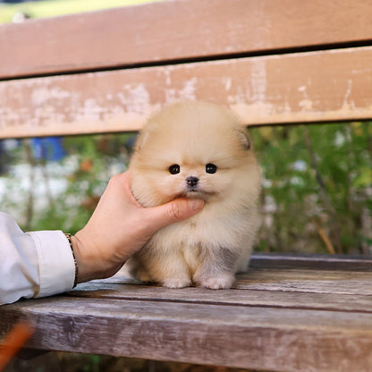Pomeranian - Ttungtti (Female) $3200